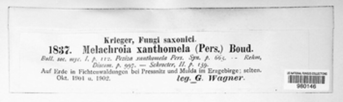 Podophacidium xanthomelum image